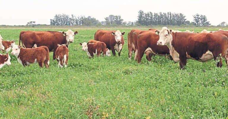 Márgenes ganaderos en alza: señales de rentabilidad, con desafíos en el horizonte