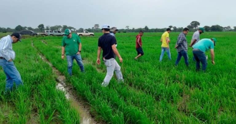 Con saber argentino, productores venezolanos mejoraron 20 por ciento los rindes y bajaron 40 por ciento sus costos