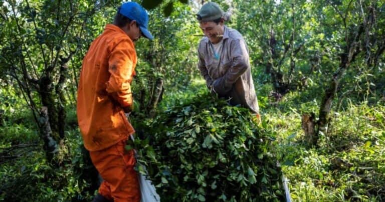 Los yerbateros siguen con números en rojo
