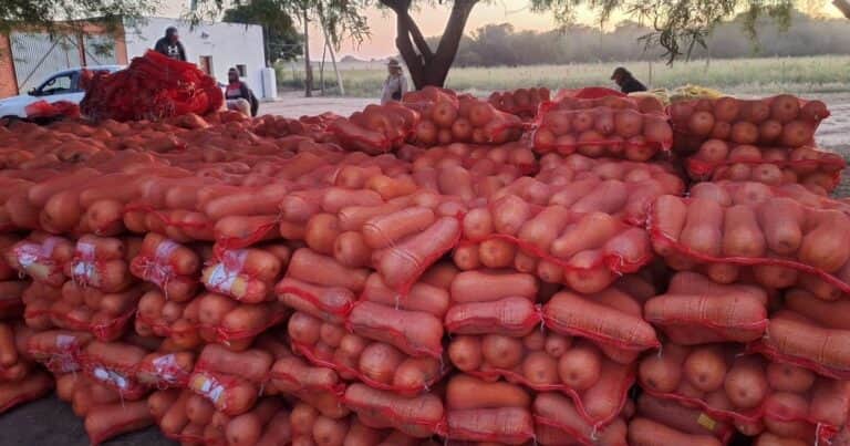 Un productor chaqueño sigue haciendo historia: tras abrir el mercado uruguayo para las sandías, ahora exportó zapallo anco
