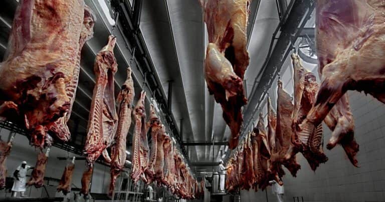 Alarma por la faena de vaquillonas: prevén un incremento del 3% este año