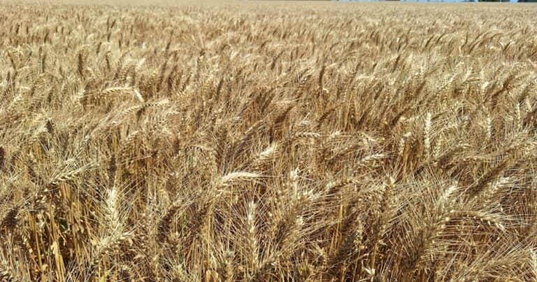 Monitorear el clima, clave para anticiparse a las enfermedades del trigo