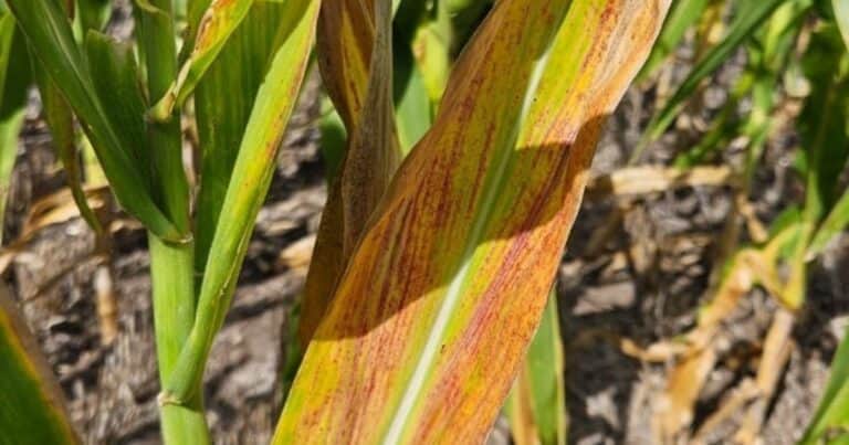 Con algunos focos puntuales endémicos, la ausencia de chicharrita sigue predominando en todas las regiones productoras de maíz