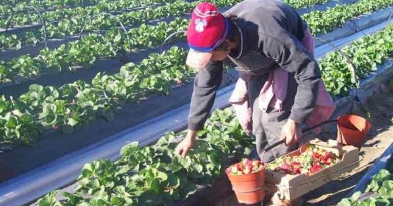 La prestación por desempleo para los trabajadores rurales aumentará 5% en diciembre hasta los $346.500