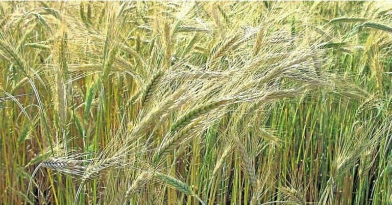 Con China y Brasil como principal destino, Argentina se posiciona como el segundo exportador del mundo de uno de los cereales más utilizados