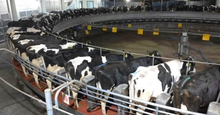 Las vacas pasaron de dar 4 litros de leche por día a promedios de 20, y picos de 40 en los tambos más avanzados