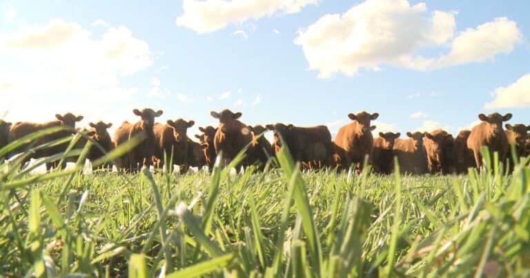El Gobierno amplió las opciones para el manejo y prevención de la brucelosis bovina