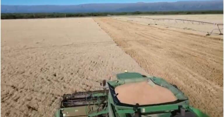 Cómo pasar al ataque para lograr un cosechón de trigo
