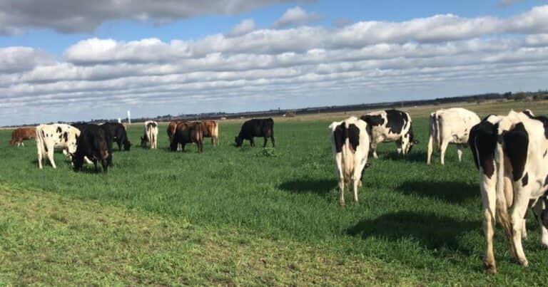 Las herramientas que permiten blindar a la empresa agropecuaria en tiempos de incertidumbre