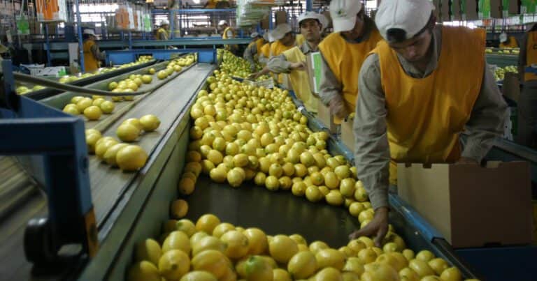 El sector limonero cortó la sangría de productores y hectáreas y mira el 2026 con optimismo