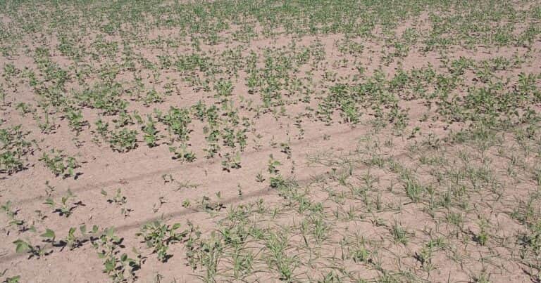 El campo necesita más agua: el déficit hídrico en la región agrícola central condiciona los rindes de soja y maíz