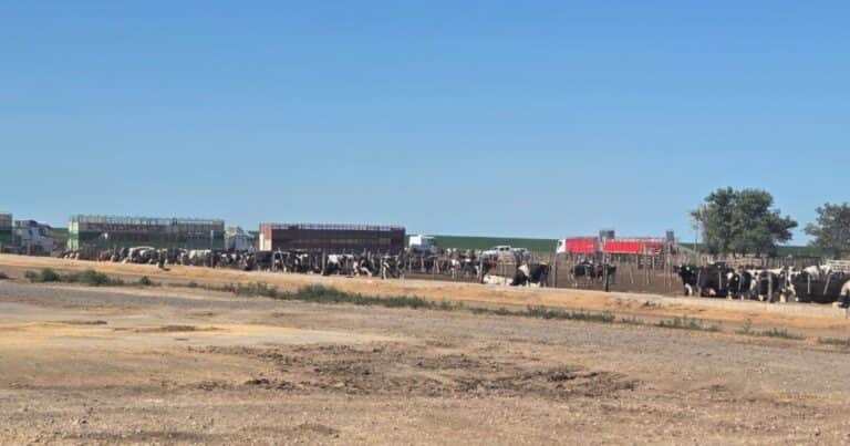 Vuelta atrás: Un productor cordobés recuperó 1.000 animales que le había confiscado la Justicia por el caso de una presunta estafa