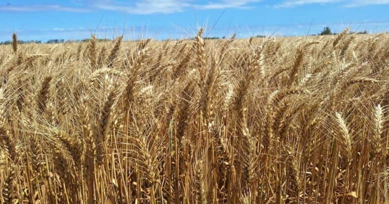 Argentina sigue teniendo el trigo “más barato del mundo” y ya se exportaron 7 millones de toneladas
