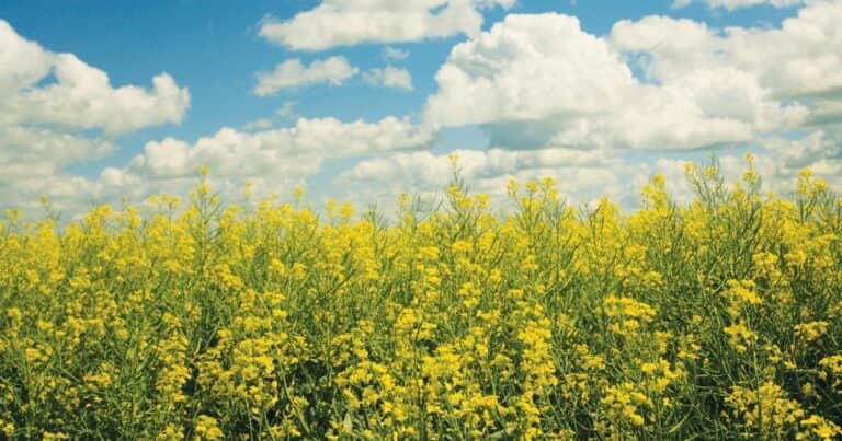 Corteva y BP lanzan un Joint Venture que producirá aceites para la elaboración de biocombustibles