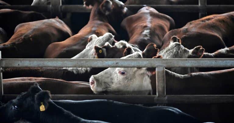 La hacienda no encuentra techo: siguen las subas en Cañuelas, con lotes que se pagaron hasta $5.500 por kilo