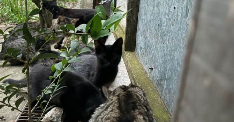 San Isidro: denuncian que un hombre se robó más de 300 gatos domésticos y los tiró en un baldío de la zona