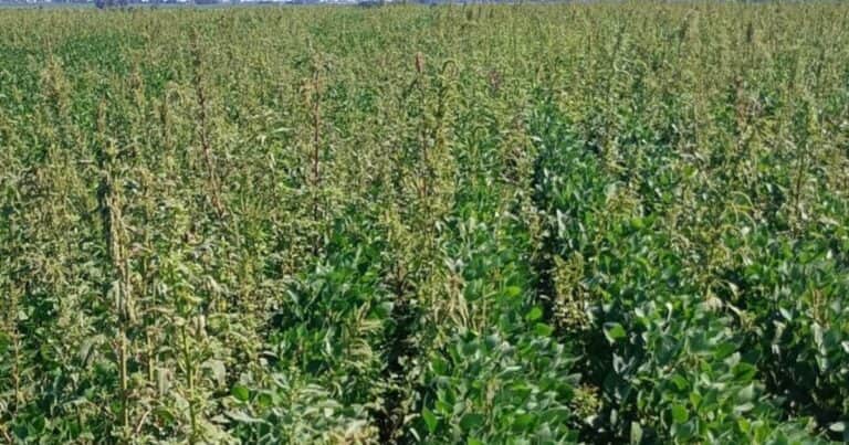 Por primera vez en Argentina: informan de una nueva resistencia de Amaranthus hybridus en plena zona núcleo