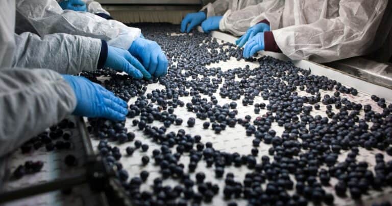 El arándano es la cabeza de la producción frutihortícola peruana