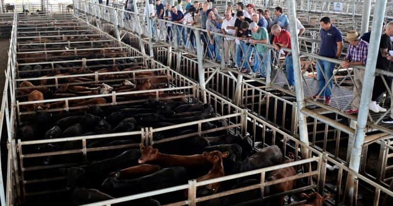 “Tope histórico”: la cotización de la hacienda subió un 50% en seis meses, ya superó los $5.000 el kilo y presiona los valores de la carne en el mostrador
