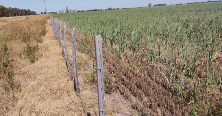 Clima: se prevén lluvias desparejas en las zonas agrícolas y fuerte vaivén térmico