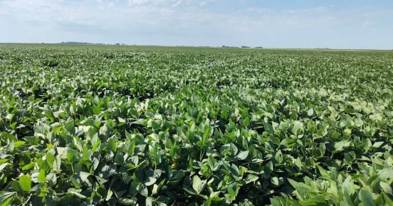 Los productores cuentan con un nuevo fungicida para proteger la soja