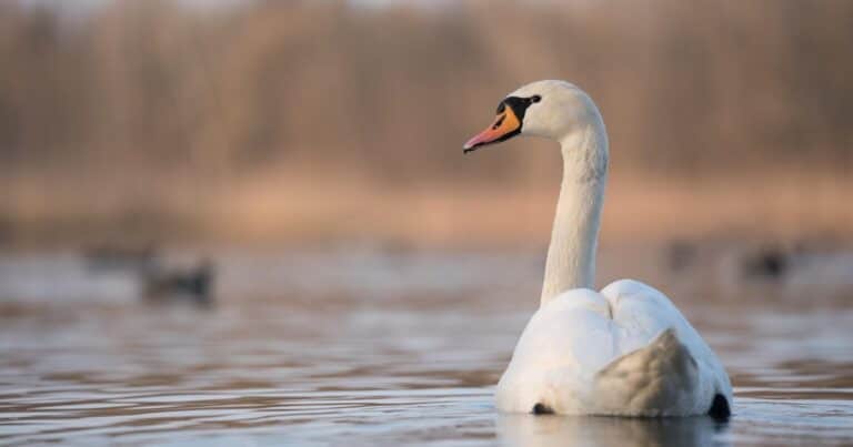 Detectaron un caso de gripe aviar en aves silvestres en la Reserva Ecológica Costanera Sur