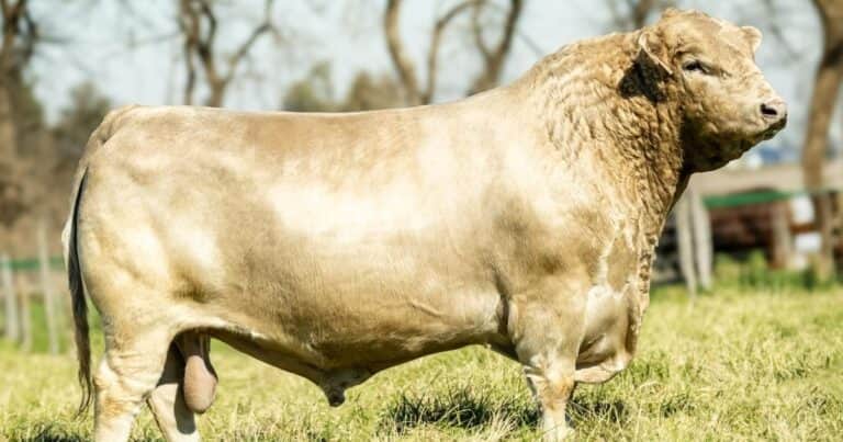 «Le ganamos a los creadores de la raza»: el codiciado toro Murray Grey de una cabaña bonaerense que fue elegido el mejor del mundo