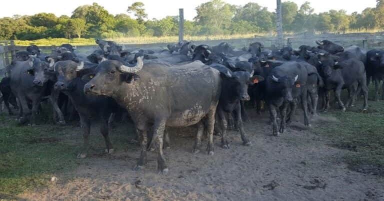 El rodeo de búfalos creció un 115% en una década y se consolida como una alternativa de cría en campos de baja calidad
