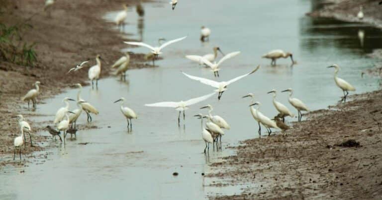 Detectan un nuevo caso de influenza en aves silvestres en la provincia de Buenos Aires