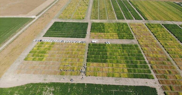 El conocimiento sojero argentino se expande y da un salto de calidad