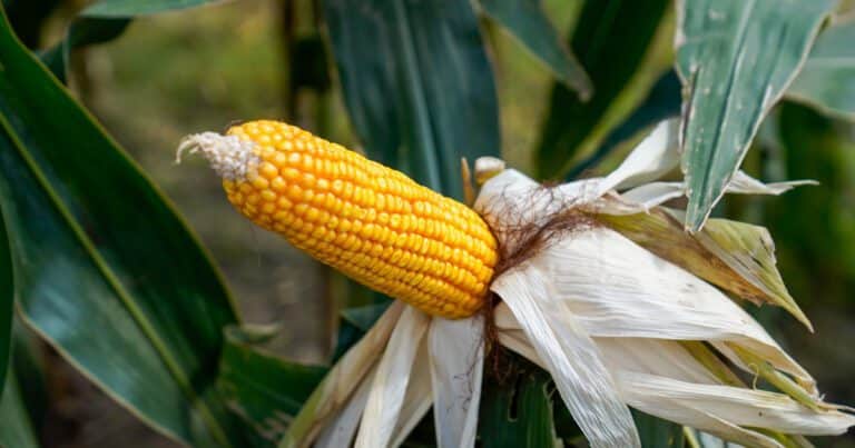 El agro argentino necesita acelerar el paso para aprovechar una gigantesca oportunidad histórica