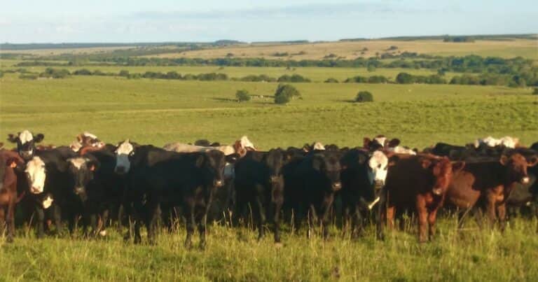 Crecen las recrías, mejora la ecuación del feedlot y nuevos actores se suman a la ganadería