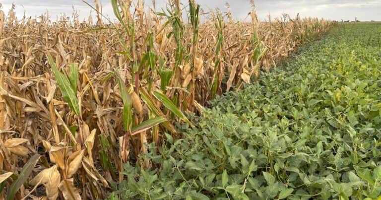 El campo es cíclico y ya pone foco en lo que viene