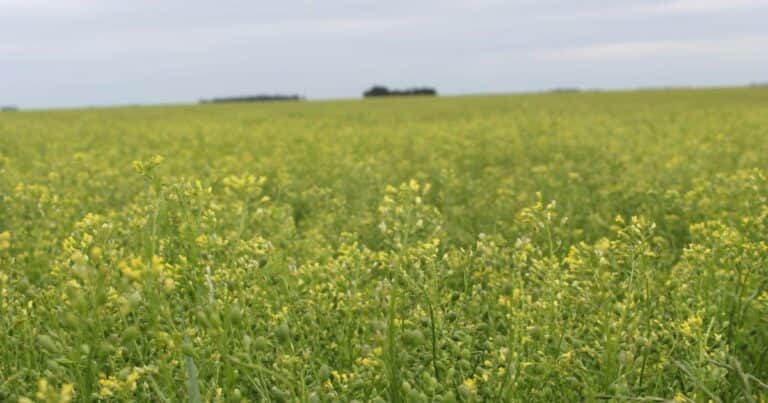 La camelina busca su lugar en el agro argentino