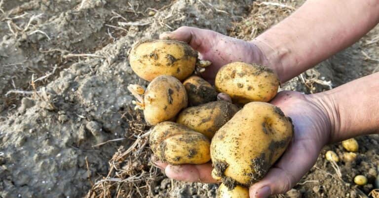 Una “rara” buena noticia para los productores de papa: la siembra cayó un 12%