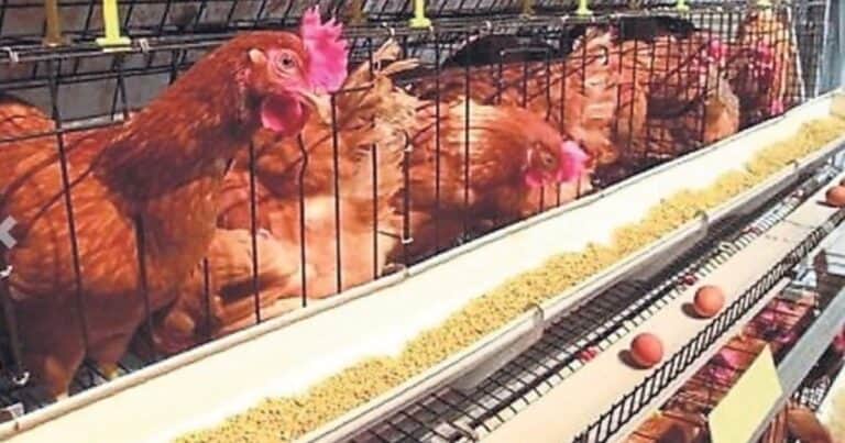 “Estamos desnudos”: productores de huevos pidieron comenzar a vacunar para detener el avance de la influenza aviar
