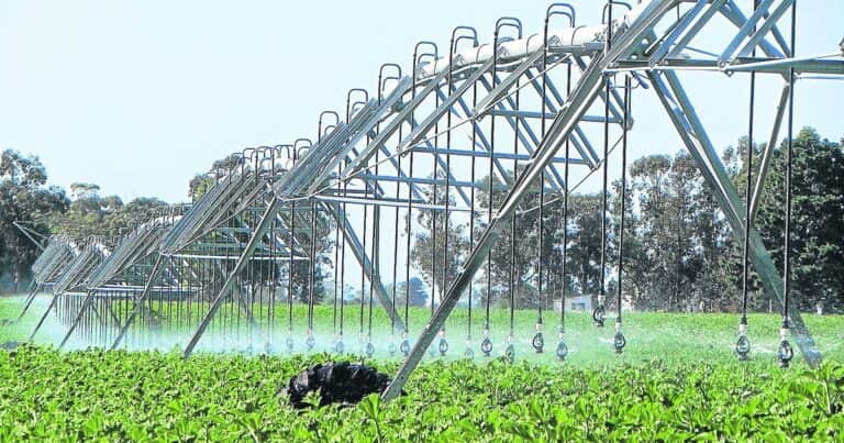 Incentivo para Pymes agroindustriales: todos los detalles del RIMI