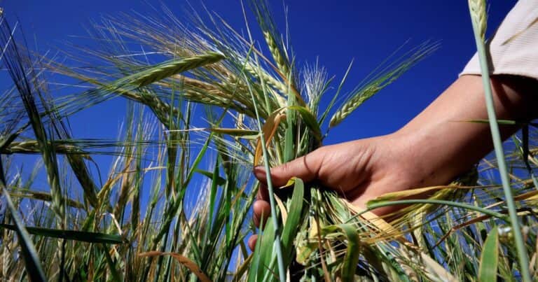 La batalla silenciosa por los alimentos