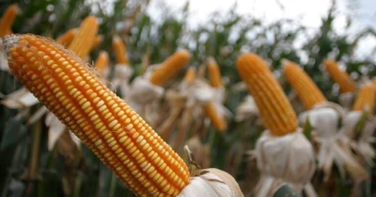 La guerra redefine las prioridades: energía y alimentos, una nueva oportunidad