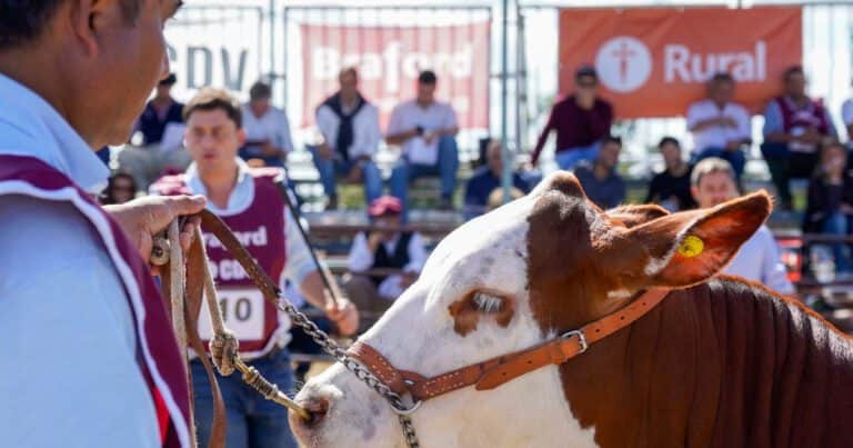 Las razas ganaderas fortalecen su presencia en Expoagro