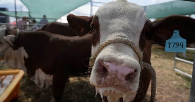 Expoagro 2026: la producción de proteína animal podría crecer a 30 millones de toneladas en los próximos 5 años en la Argentina