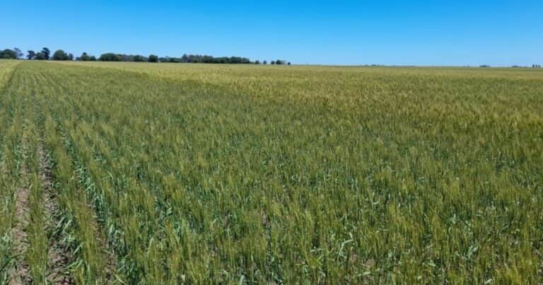De la mano de los cereales, el uso de fertilizantes creció 3% en 2025 y superó las 5 millones de toneladas