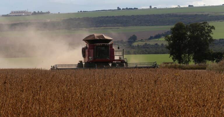 Argentina pierde terreno frente a Brasil: las brechas del agro que se ampliaron en las últimas décadas