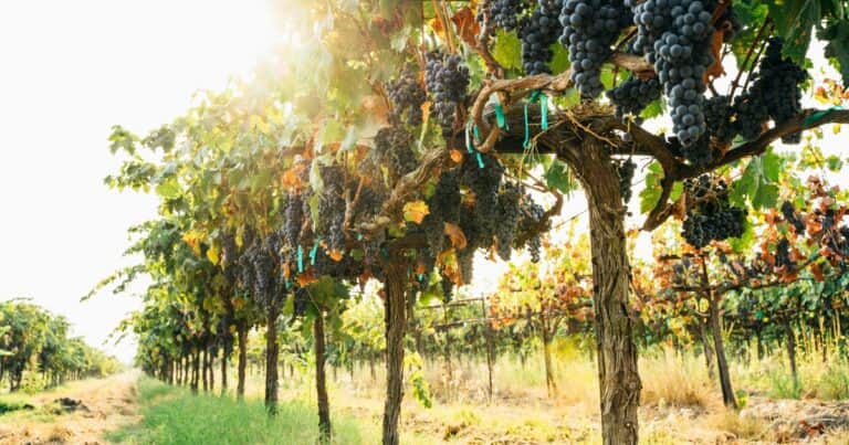 “No da la ecuación”: en 10 años desaparecieron casi 3.700 viñedos en el país y el área dedicada a la producción de vid se redujo un 12%