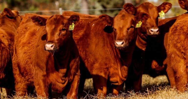 Alarmante caída de la faena: baja fuerte el consumo interno de carne y se pone en duda la exportación