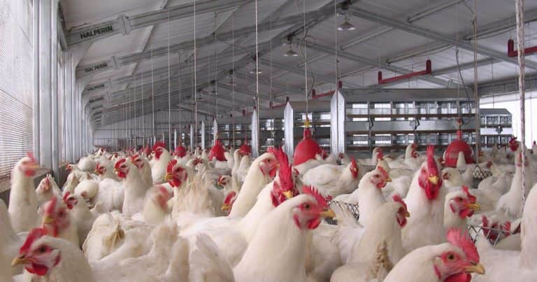Avanza la influenza aviar en el país: ahora detectaron un caso en una granja de gallinas ponedoras en Córdoba
