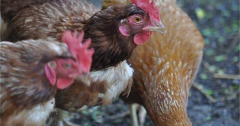 La influenza aviar llegó a la Patagonia: detectan un caso en aves de traspatio en Río Negro