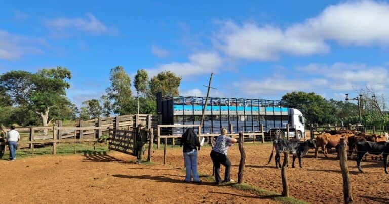 Corrientes: tras dos meses de incertidumbre y decenas de animales muertos de hambre, habilitaron el traslado de más 180 cabezas de ganado robado