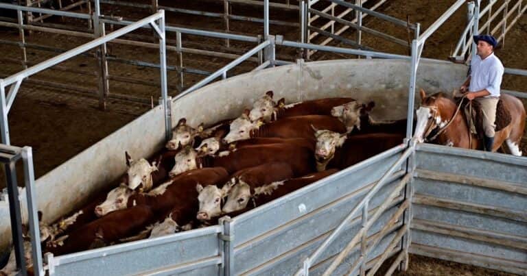 La caída en la demanda del mercado interno le puso un freno a la escalada del precio de la hacienda