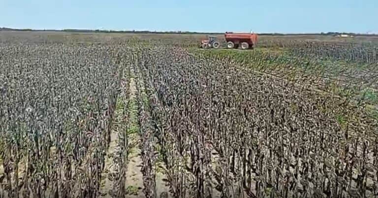 Girasol, el cultivo que más creció y con mayor potencial